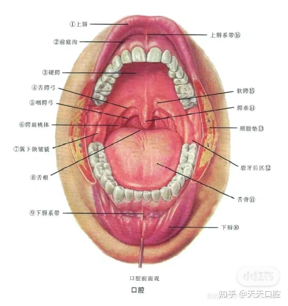 口腔详细图解图片