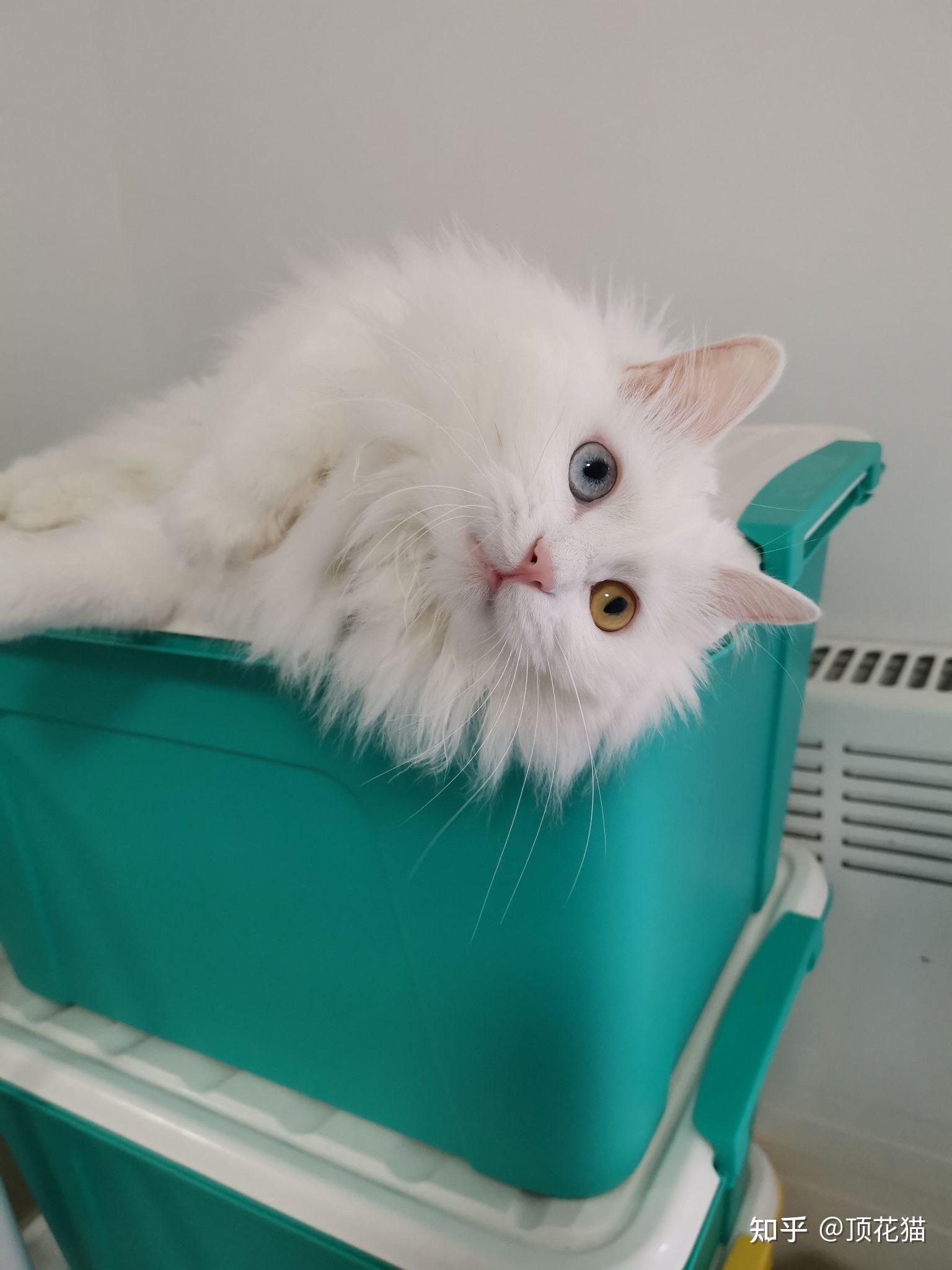 请问山东狮子猫都是什么性格? - 知乎
