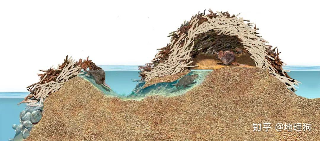 美洲林鼠还喜欢用闪闪发光的东西装饰自己的巢穴,目的就是向异性炫耀