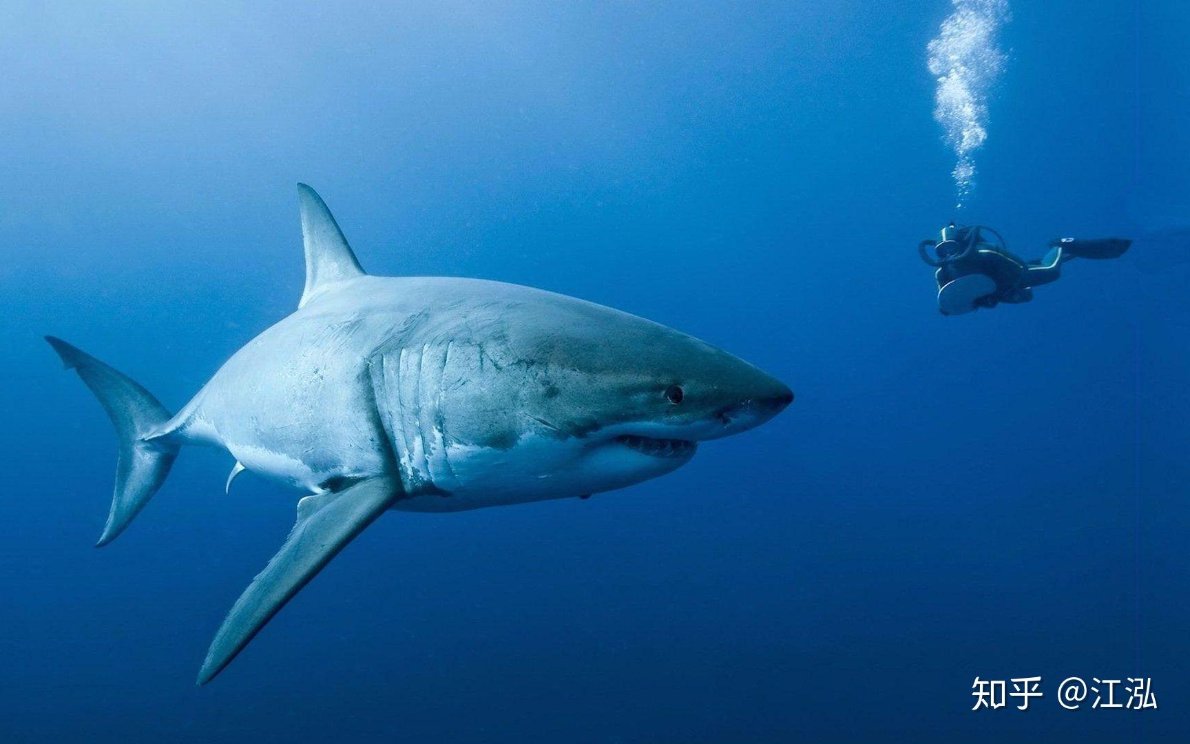 动物凶猛！1988年，面对噬人虎鲨，海豚母子勇救海底潜水美国夫妇 - 哔哩哔哩