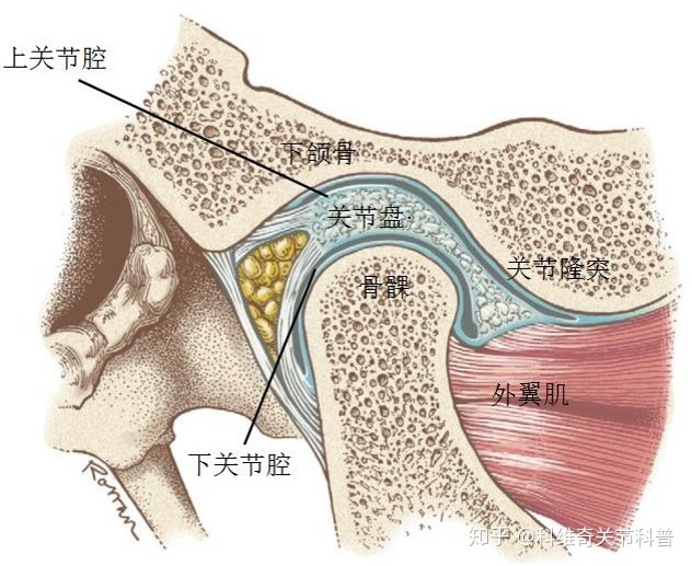 骨连接 · 间接连接