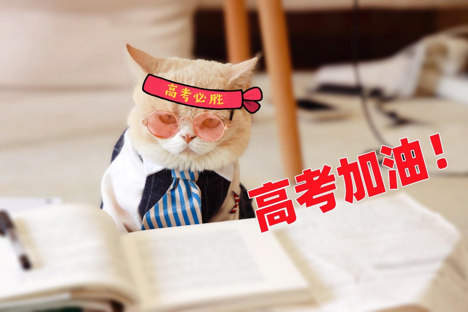 猫和狗的区别狗狗励志考清华北大这打脸来得太快