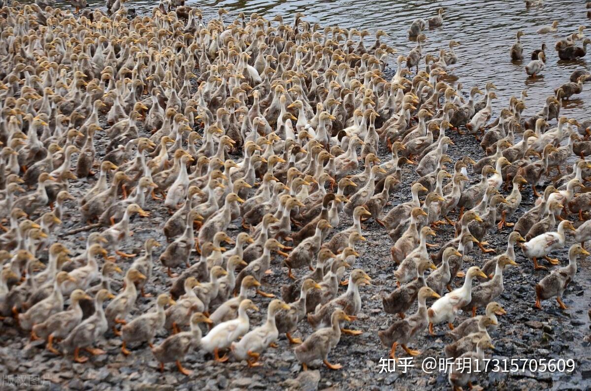 小鸭子缩脖子没精神是怎么回事鸭子走路无力是什么原因