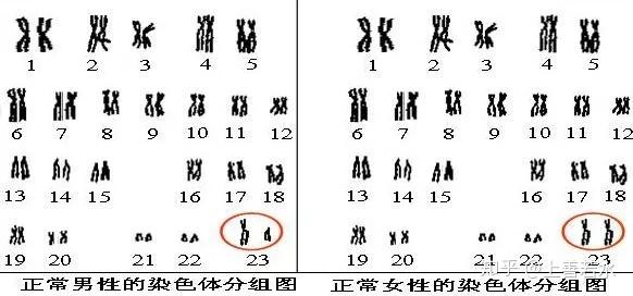 染色体异常的原因 zhuanlan.zhihu.com