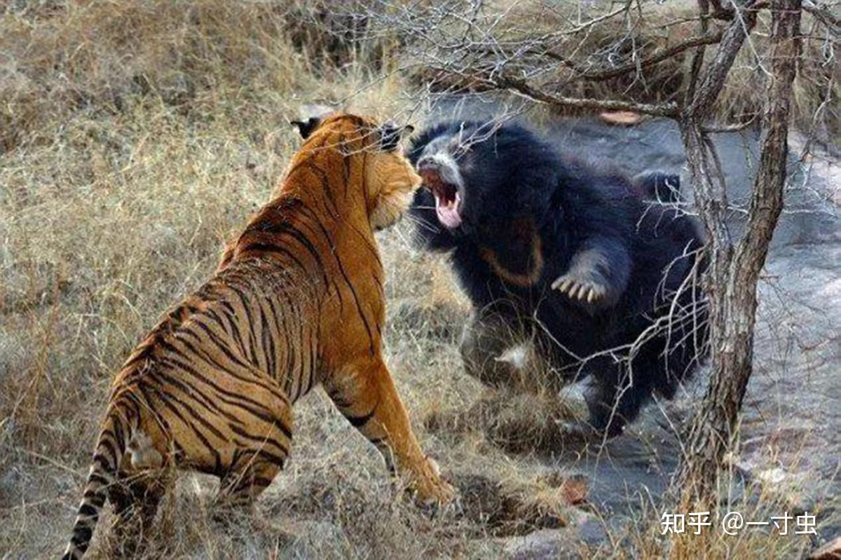 唯美野生动物打架的狮子图片_蛙客网viwik.com