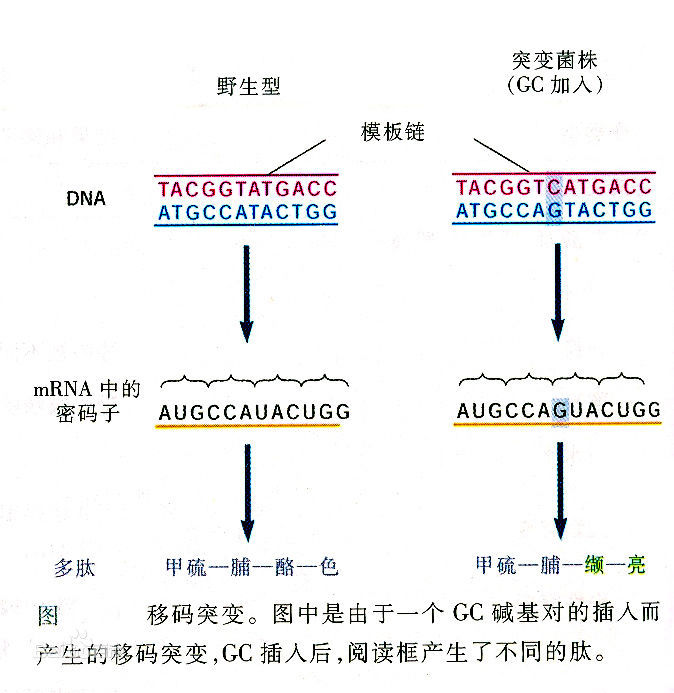 能否提供一个突变产生新的基因功能的实例? - 知乎