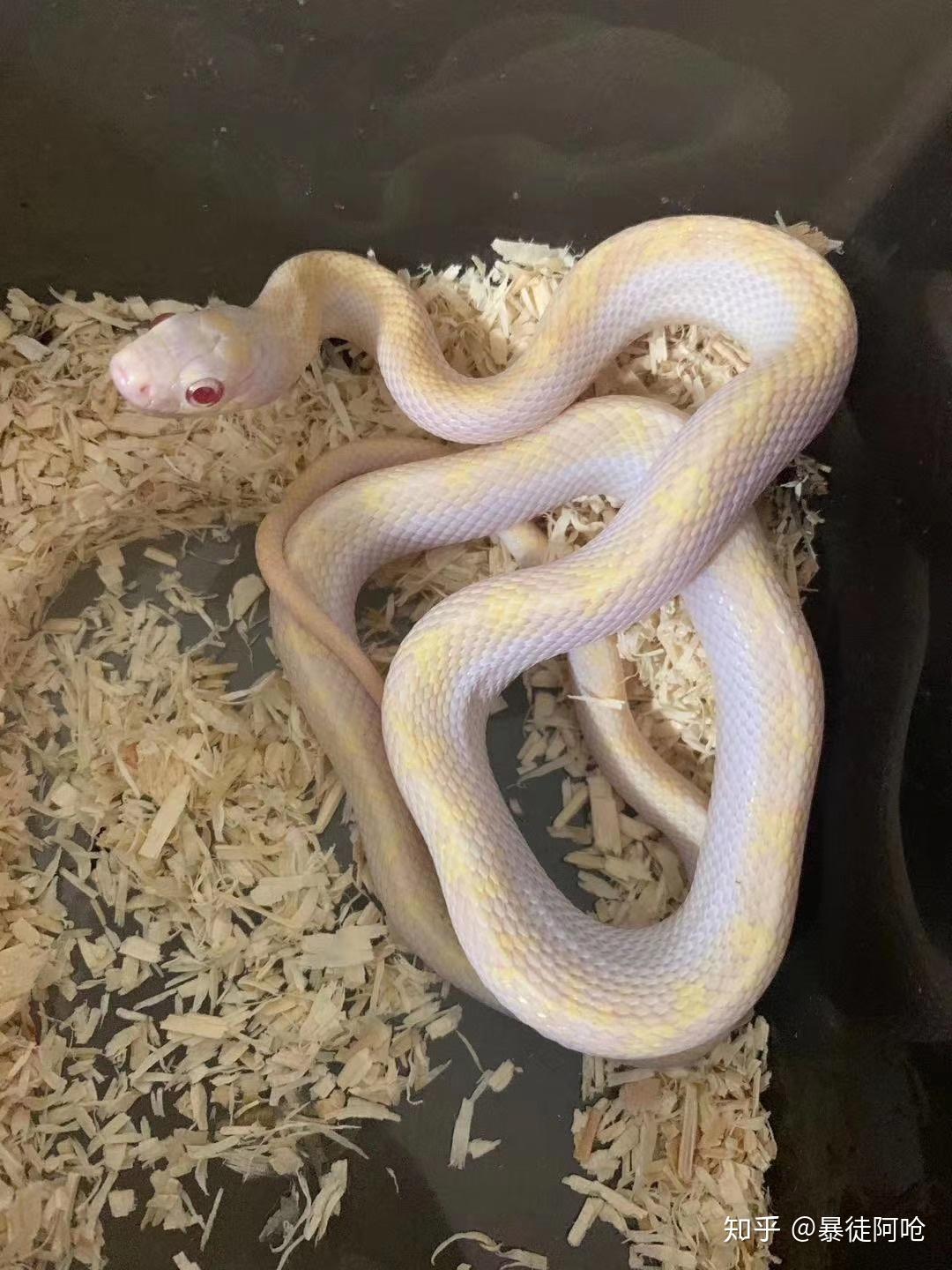 你们在现实中有没有遇到怪异的事情,例如说全身都是白色的蛇 ? - 知乎