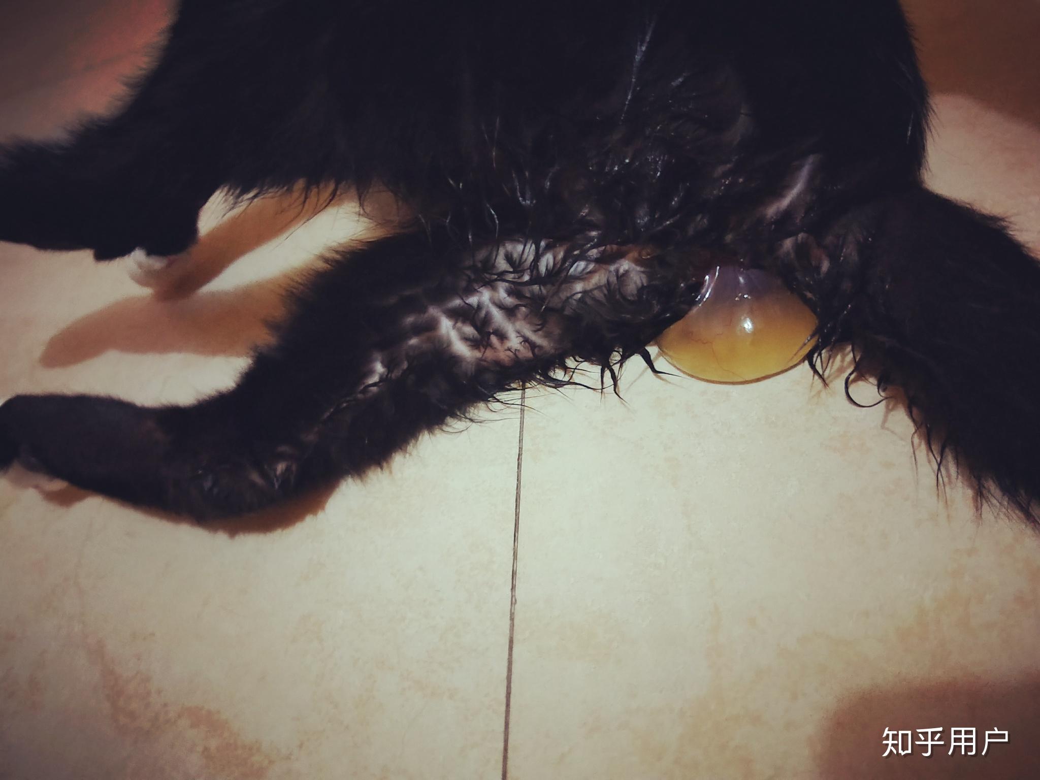 猫咪羊水破了之后多久生产? - 知乎