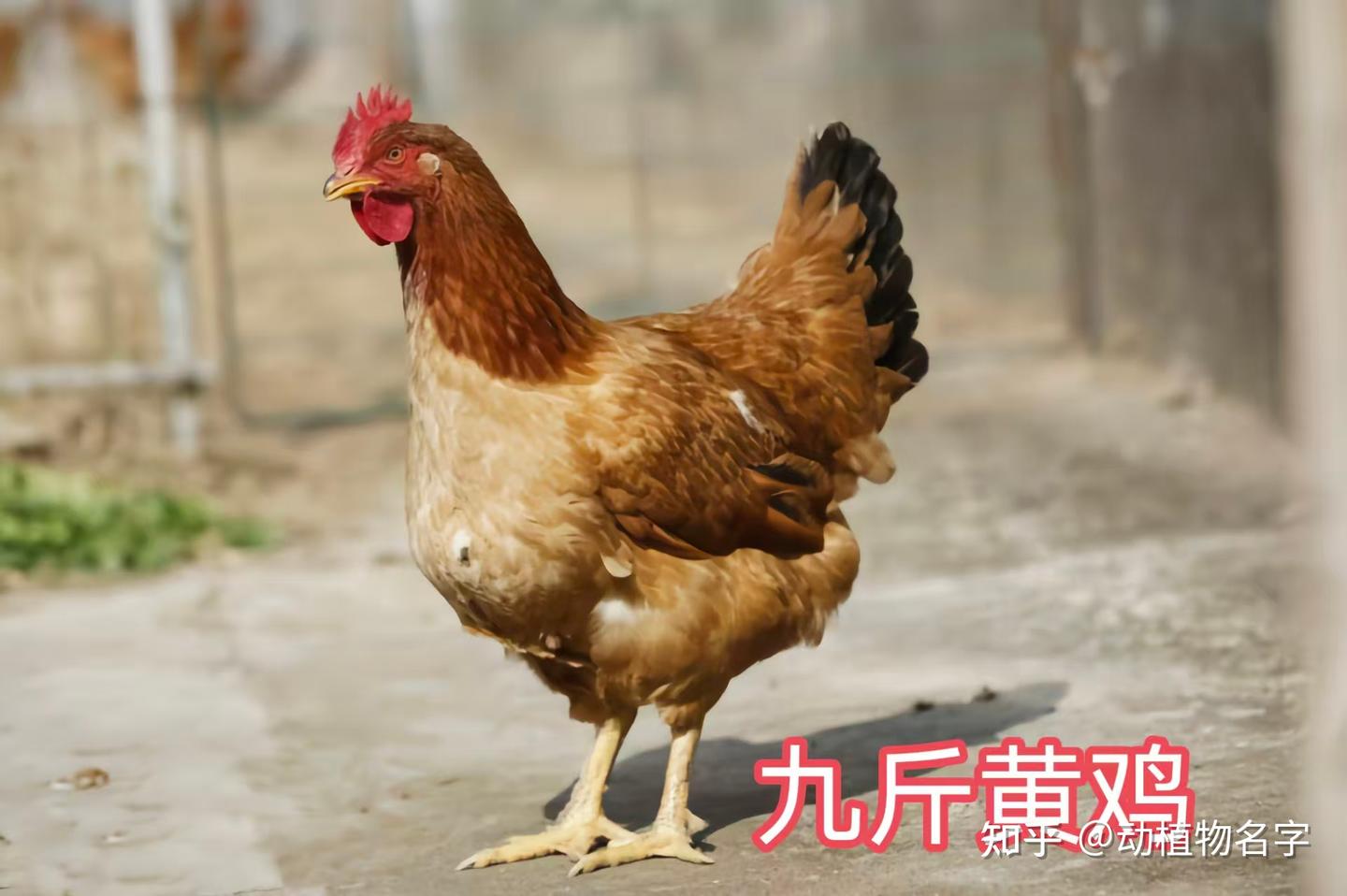 98图带你走进家鸡的世界,家鸡大全第二篇 - 知乎