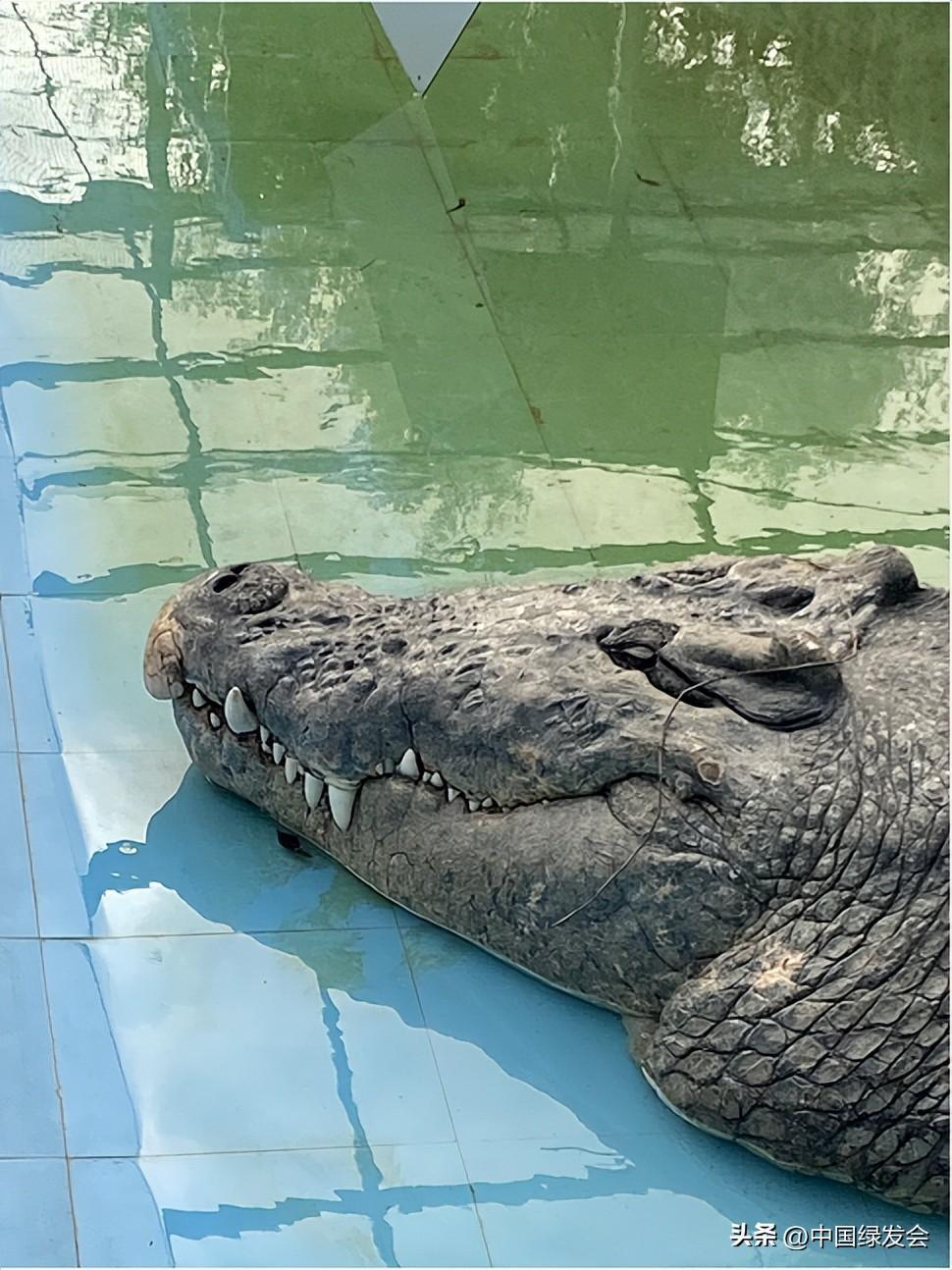 世界最大圈养湾鳄