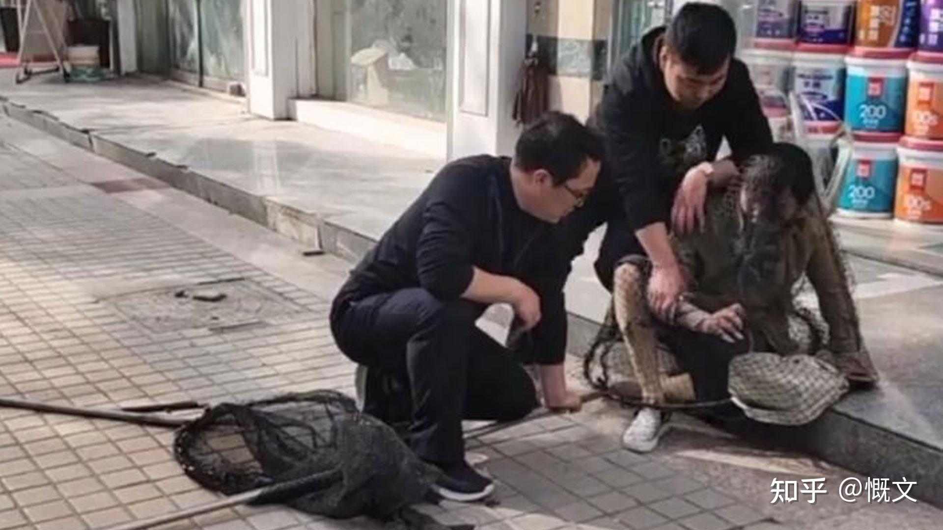 江苏城管用捕狗网套住年轻女子市民却纷纷称赞养狗乱象何解