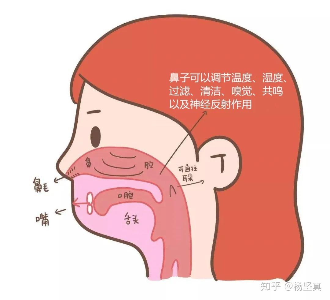 鼻中隔的动脉-外科解剖学-医学