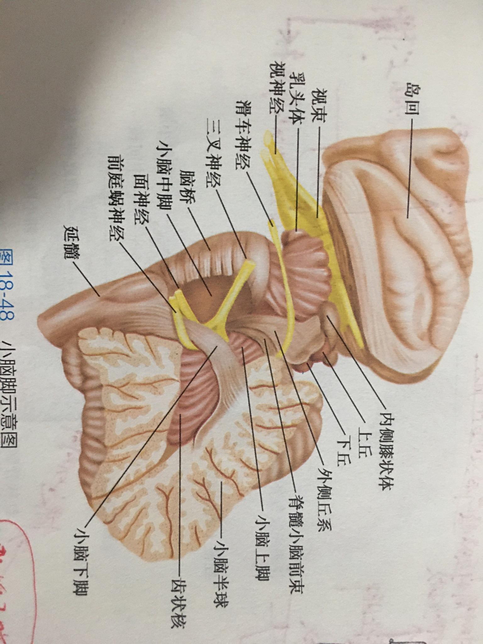 小脑下脚为什么叫绳状体