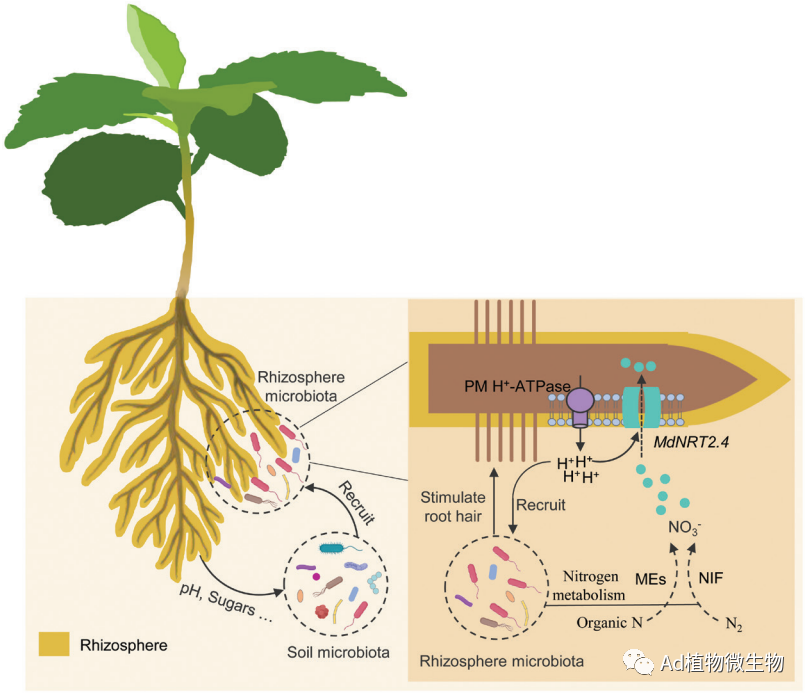 experimental botany