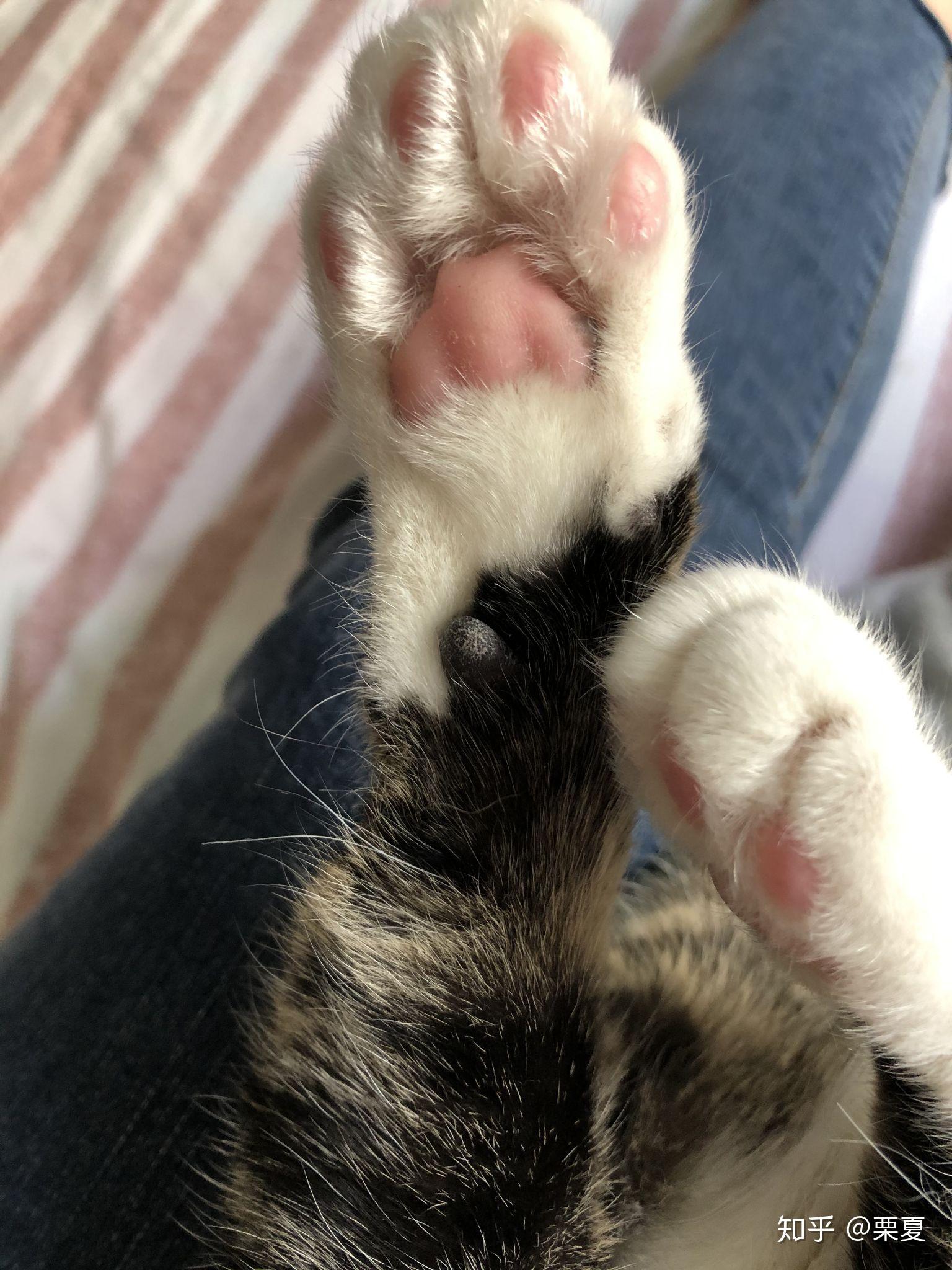 猫咪的爪子可以多可爱?