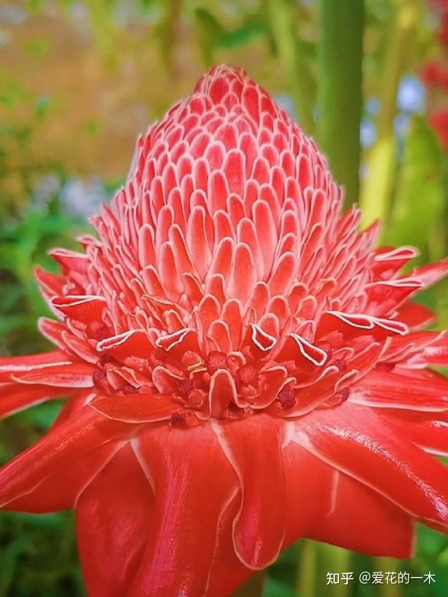 6种"霸王花",开出来比脸盘大,许多人连见都没见过