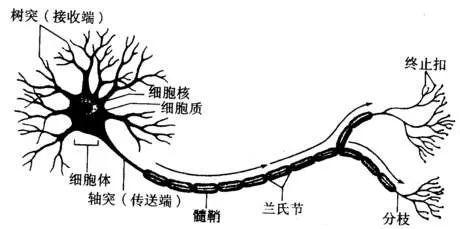 神經元和神經膠質細胞