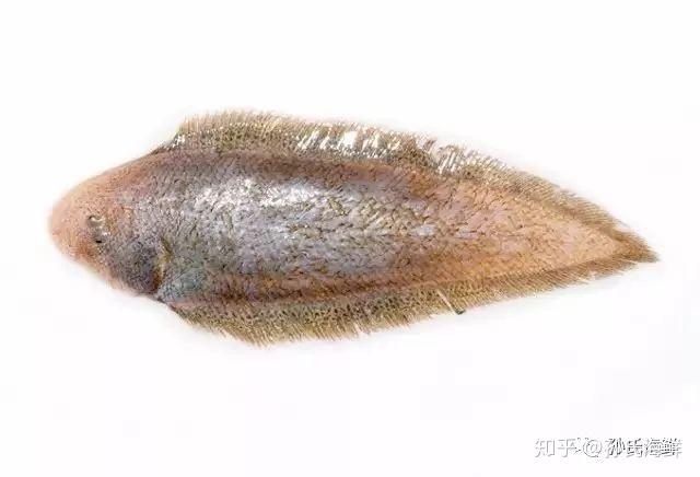 孫氏海鮮多寶魚鴉片魚真龍利魚其實都是比目魚關於比目魚的一切這裡都