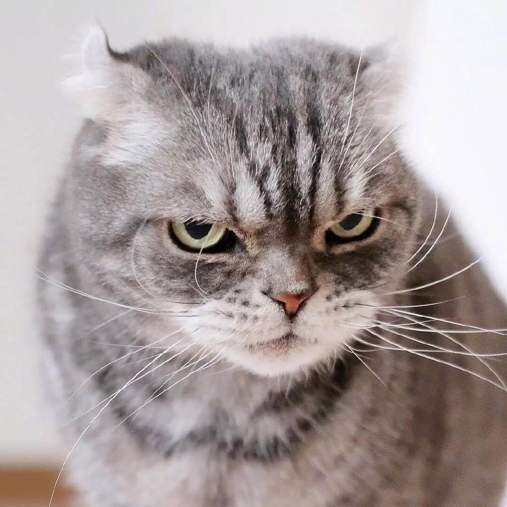 有没有敲可爱的猫咪头像