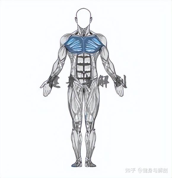 每日一个动作分享——上斜哑铃卧推 - 知乎