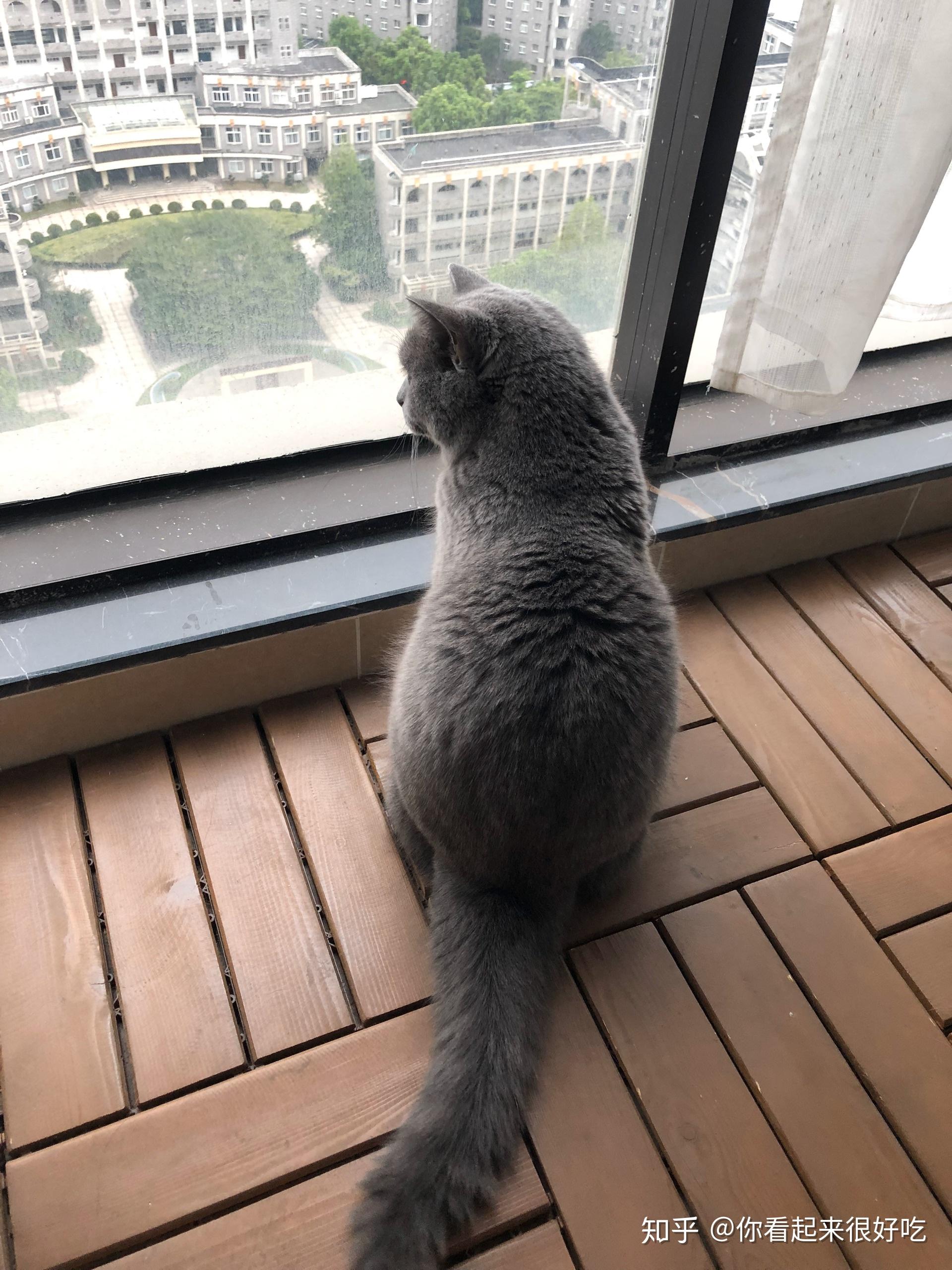 经常看到猫咪坐在阳台望着窗外津津有味的样子半夜也会这样猫咪到底在