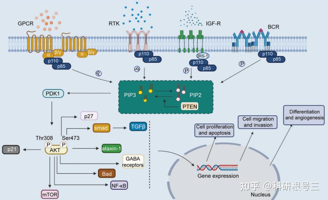 PI3K-Akt信号通路深度解读：激活/组成/通路串联/通路检测…… - 知乎