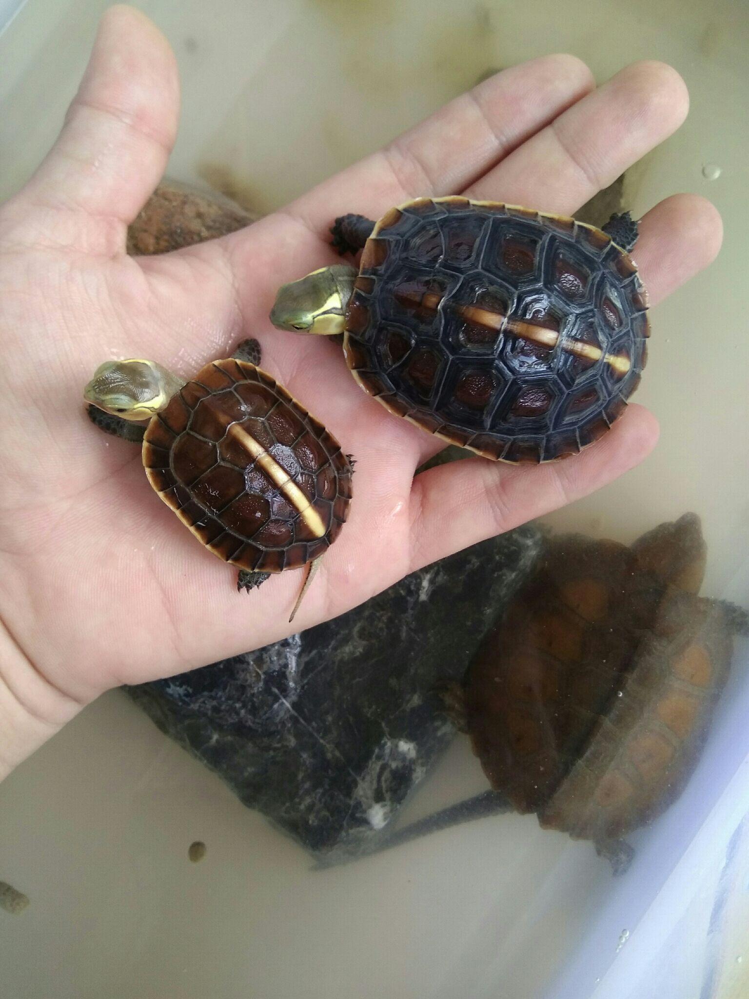 巴西龟龟苗如何饲养