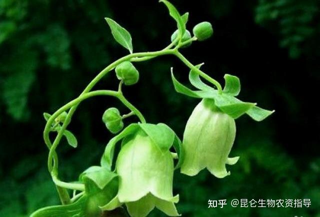 中药材党参叶子发黄怎么回事党参黄叶死苗烂根怎么治党参重茬根腐防治