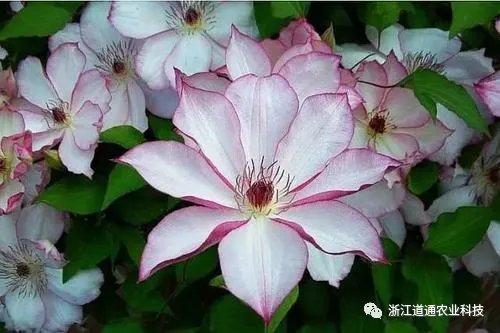 阳春三月 这几种花阳台种一盆 开到爆 知乎