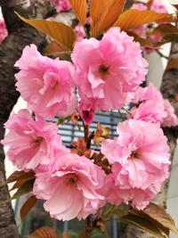 三七女生节 一种女性对女性的歧视证明 知乎 三七女生节 一种女性对女性的歧视证明 知乎