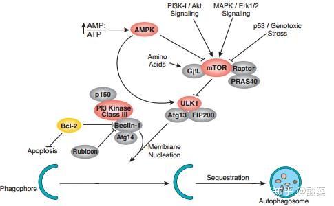 经典信号通路总结——PI3K/AKT/mTOR信号通路 - 知乎