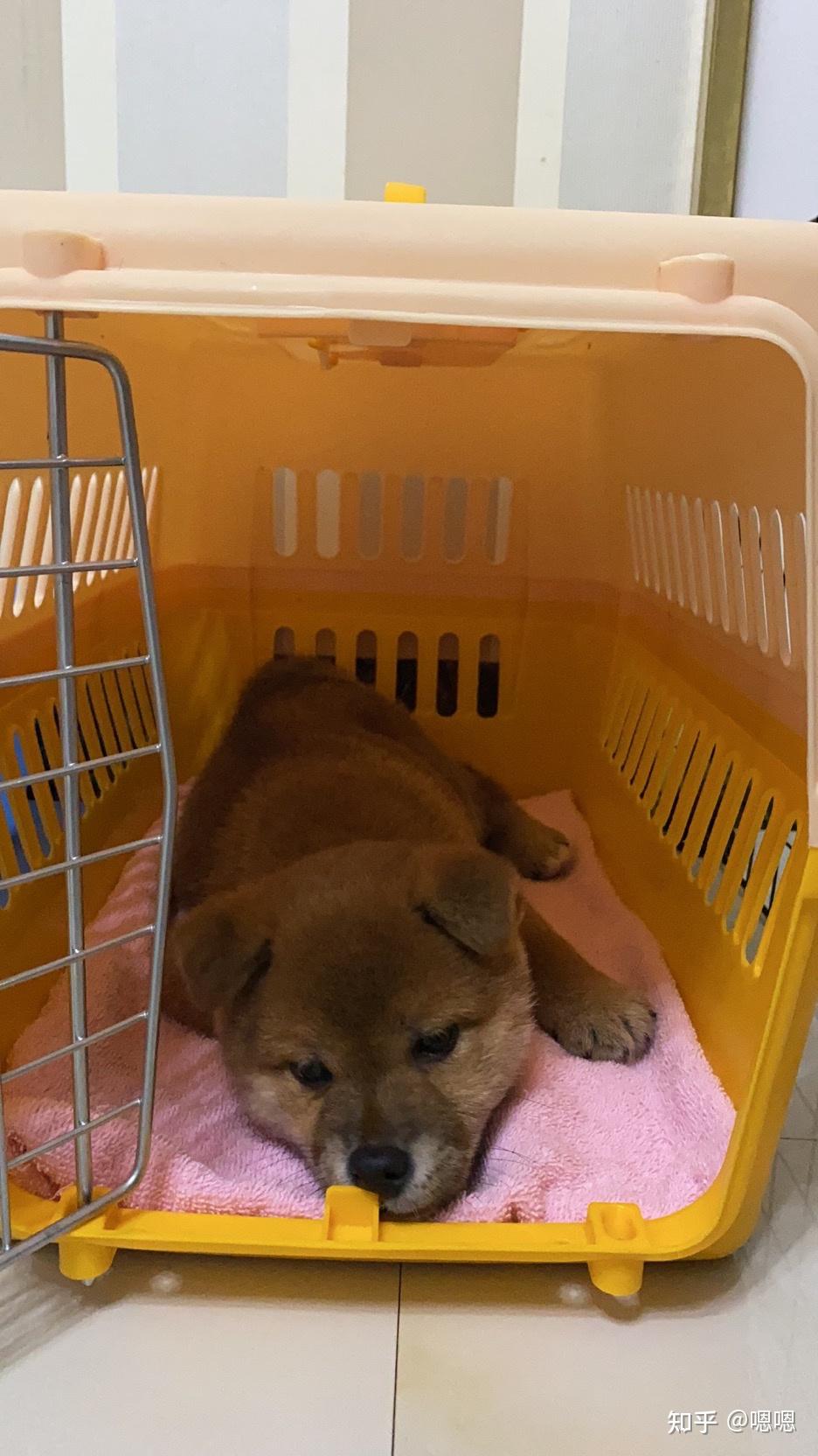 三个月柴犬定点上厕所很快没有预兆直接尿怎么办