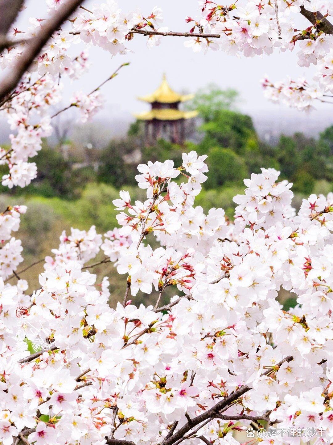 南京的樱花究竟有多好看