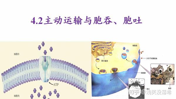 4.2.主动运输与胞吞、胞吐【新教材】人教版（2019）高中生物必修一课件