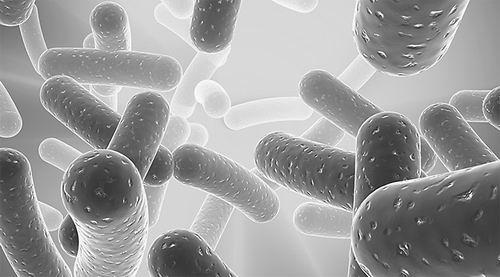 原小益-凝结芽孢杆菌