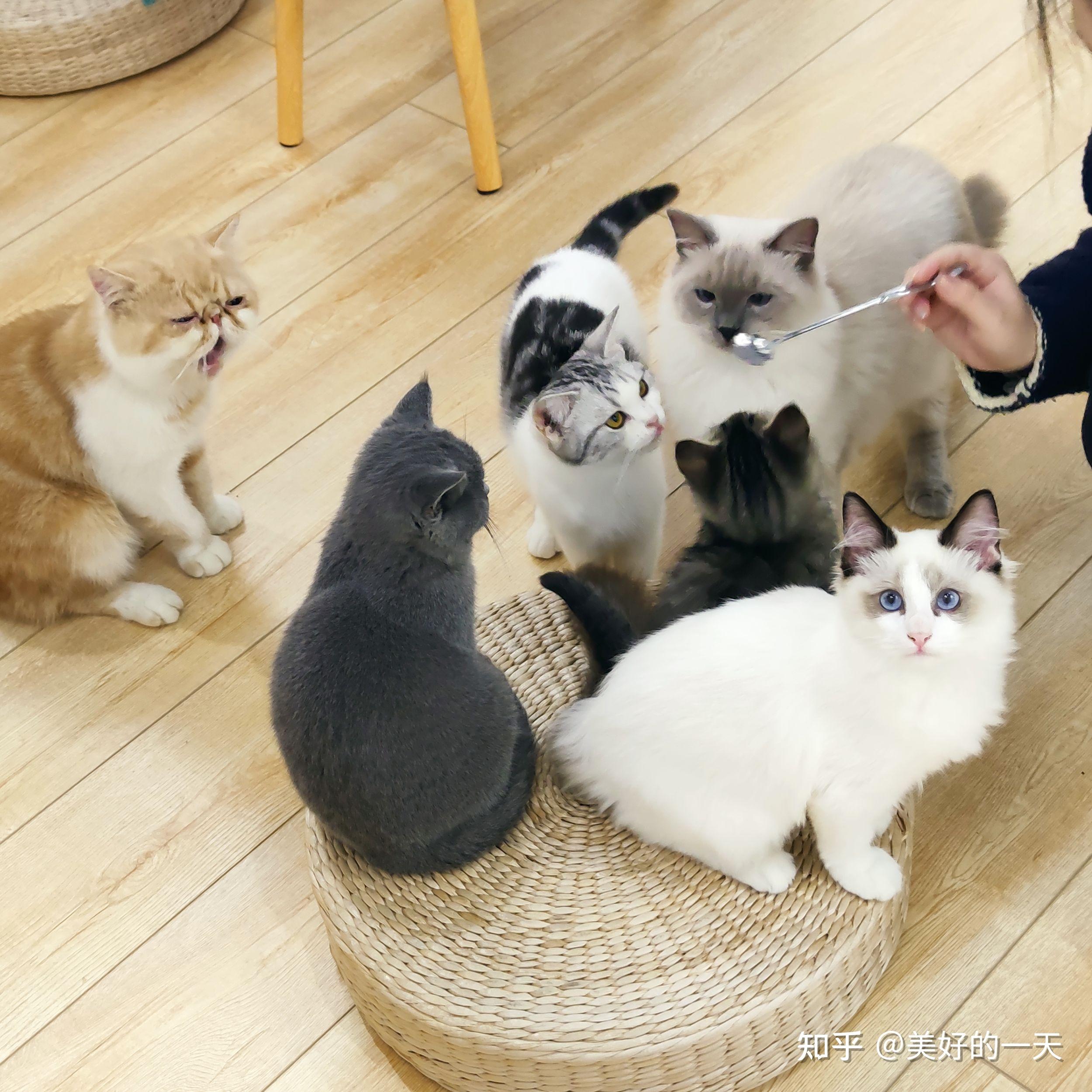 家里养几只猫最好?看完这些“利弊”,你心中就有数了 - 知乎