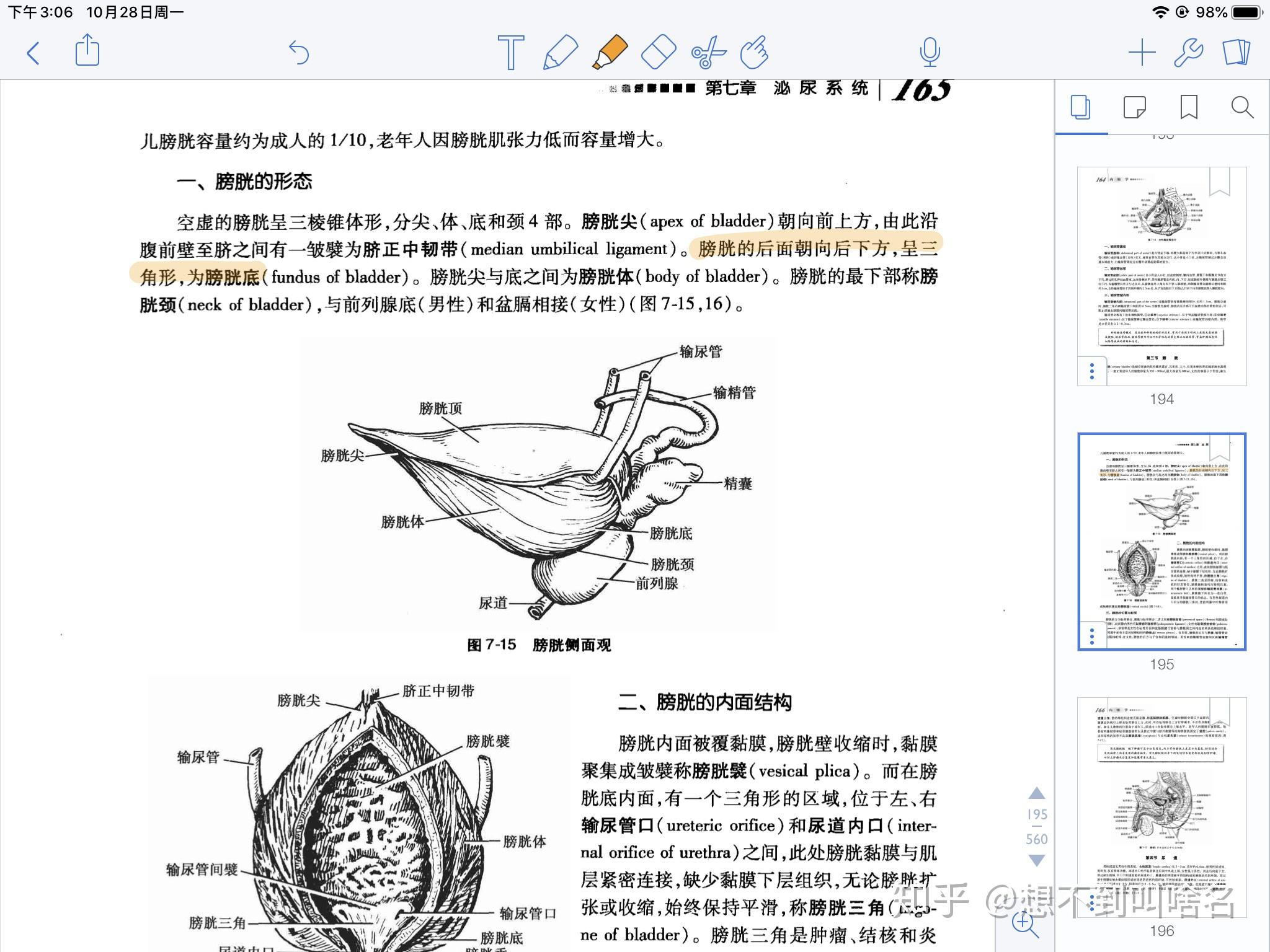 心脏的心底部是指哪里