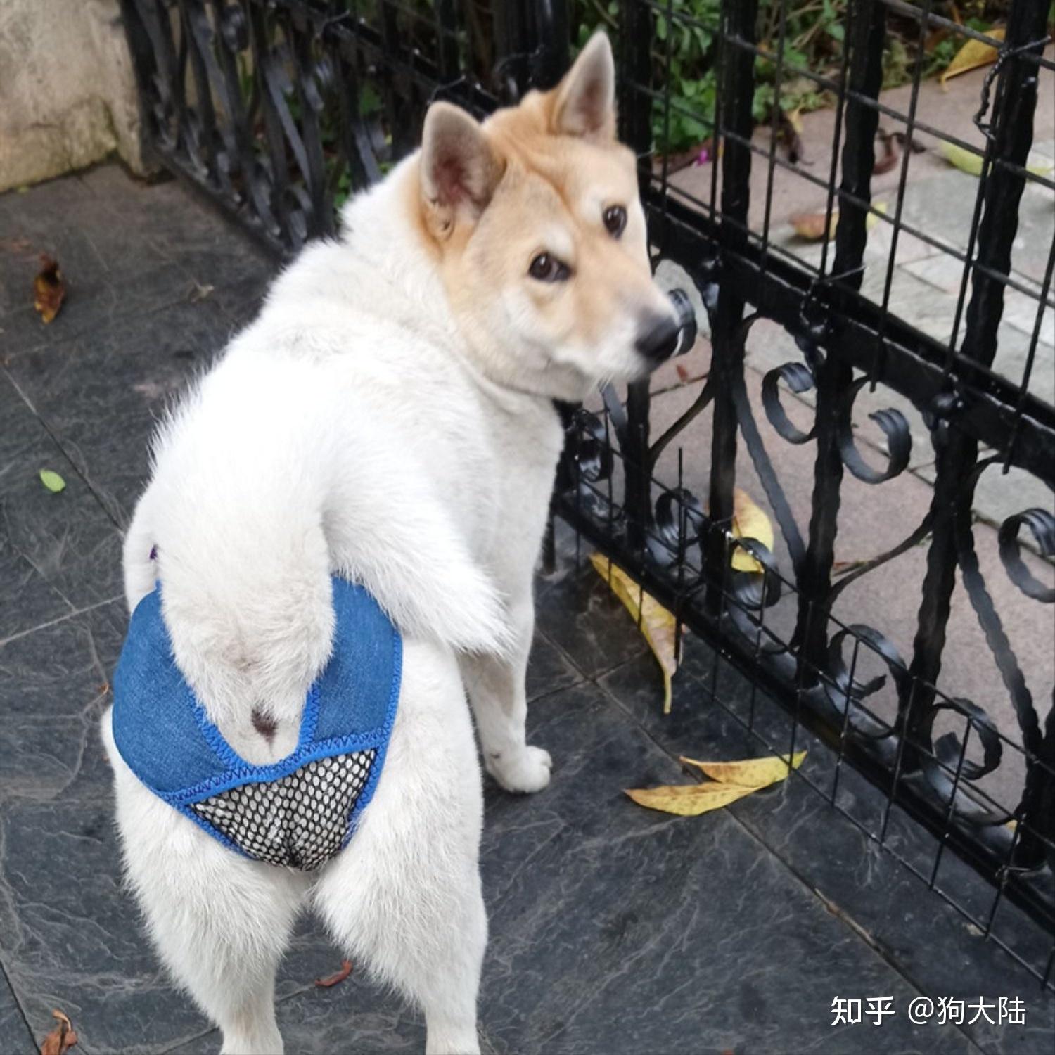 为何人们不愿养“母狗”？网友：养过一次都怕了 - 知乎