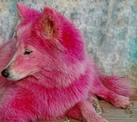 粉红色的萨摩耶你见过吗