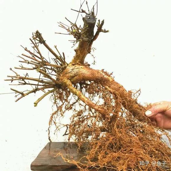 心形杈杷果表达相思最妥帖