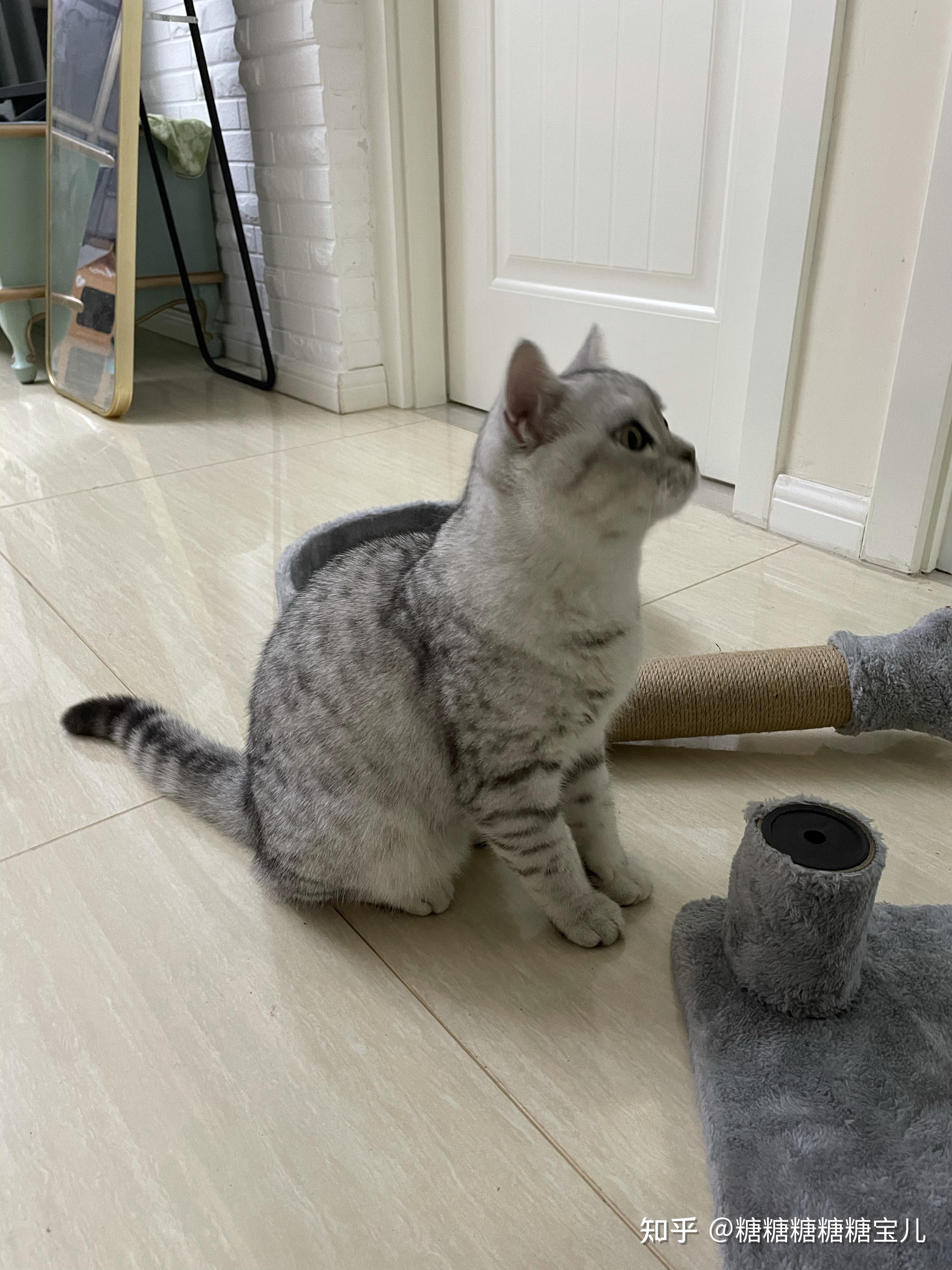 想问一下懂猫的朋友美短加白,鱼骨纹和虎斑纹,鱼骨纹是串吗? - 知乎