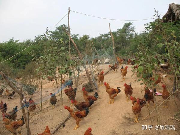 裕农园谈土鸡散养现状 - 知乎