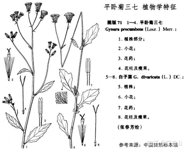 平卧菊三七别名图片