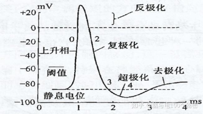 生物电之 动作电位和静息电位 (理解大脑需具备的系统知识 03) - 知乎