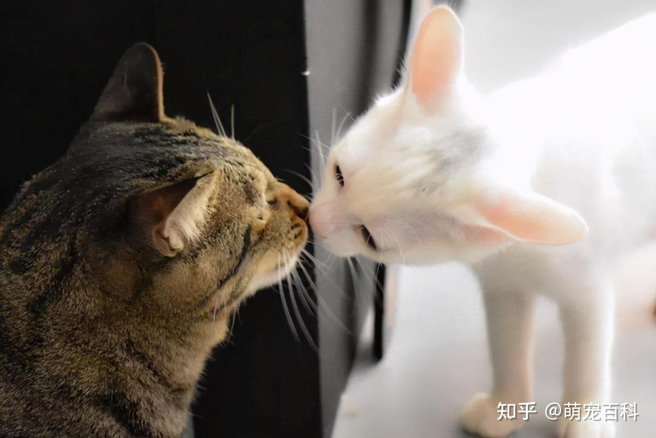 猫咪出现这些行为,说明它进入“发情期”了 - 知乎