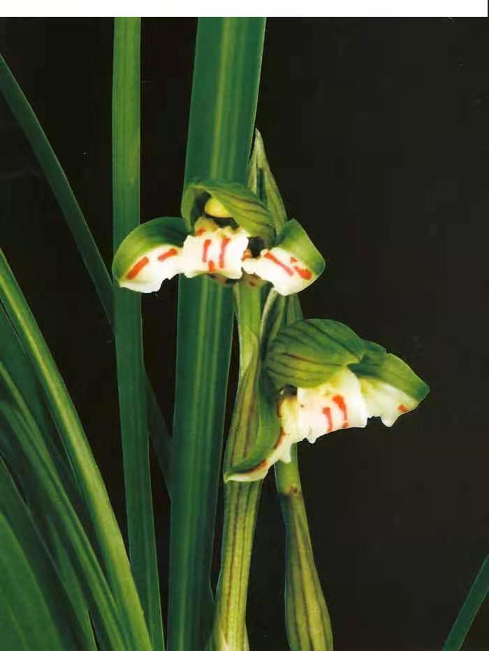 兰花的瓣型鉴赏二