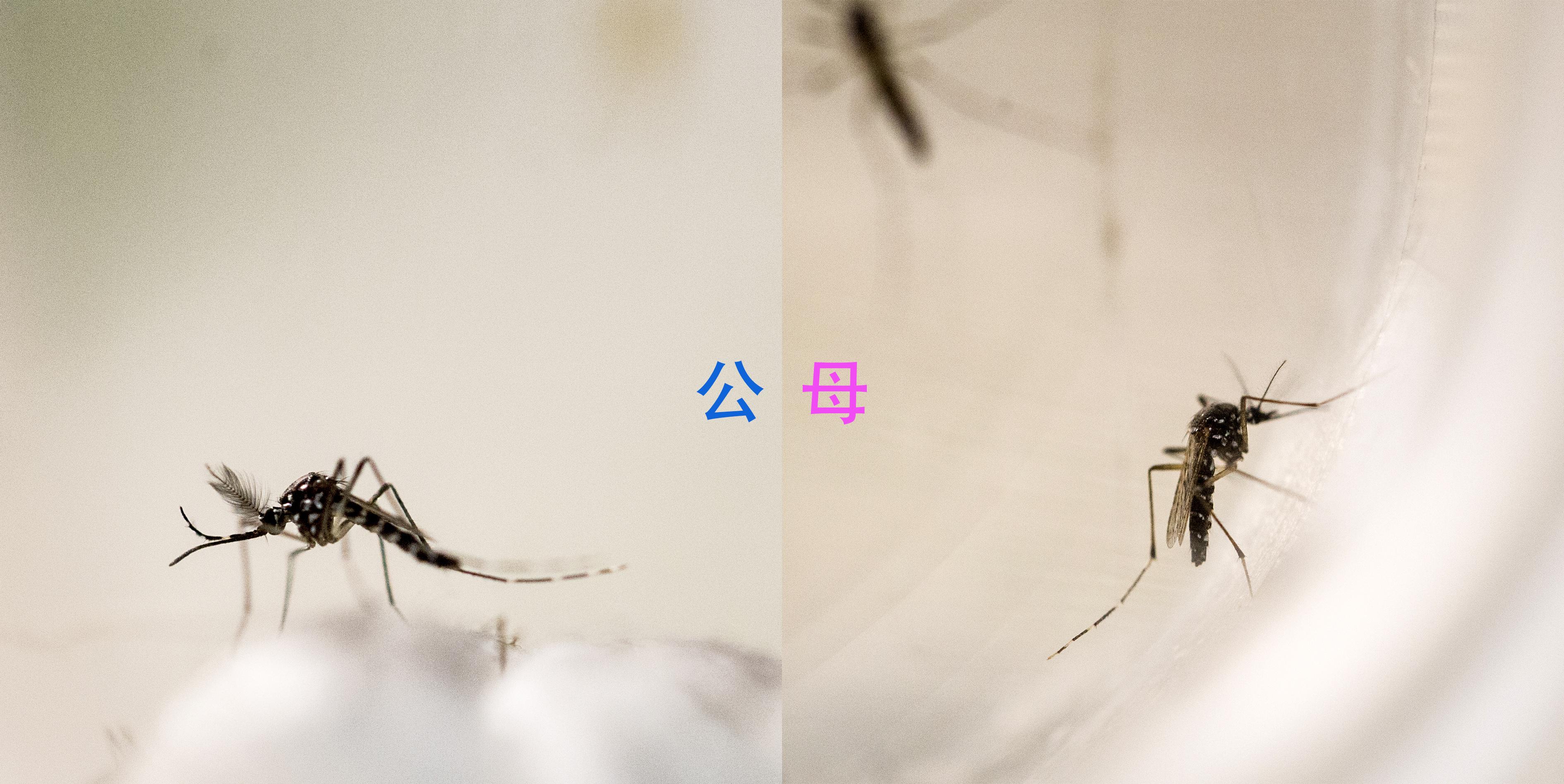 蚊子 摄影图__昆虫_生物世界_摄影图库_昵图网nipic.com