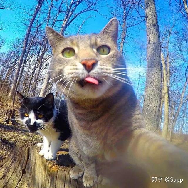 全球最会自拍的猫爆红ins世界各地网友都模仿它自拍这猫成精了