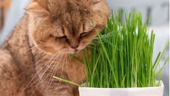 猫草是什么 猫草怎么种 猫草的作用 Top猫草推荐 知乎 猫草是什么 猫草怎么种 猫草的作用 Top猫草推荐 知乎
