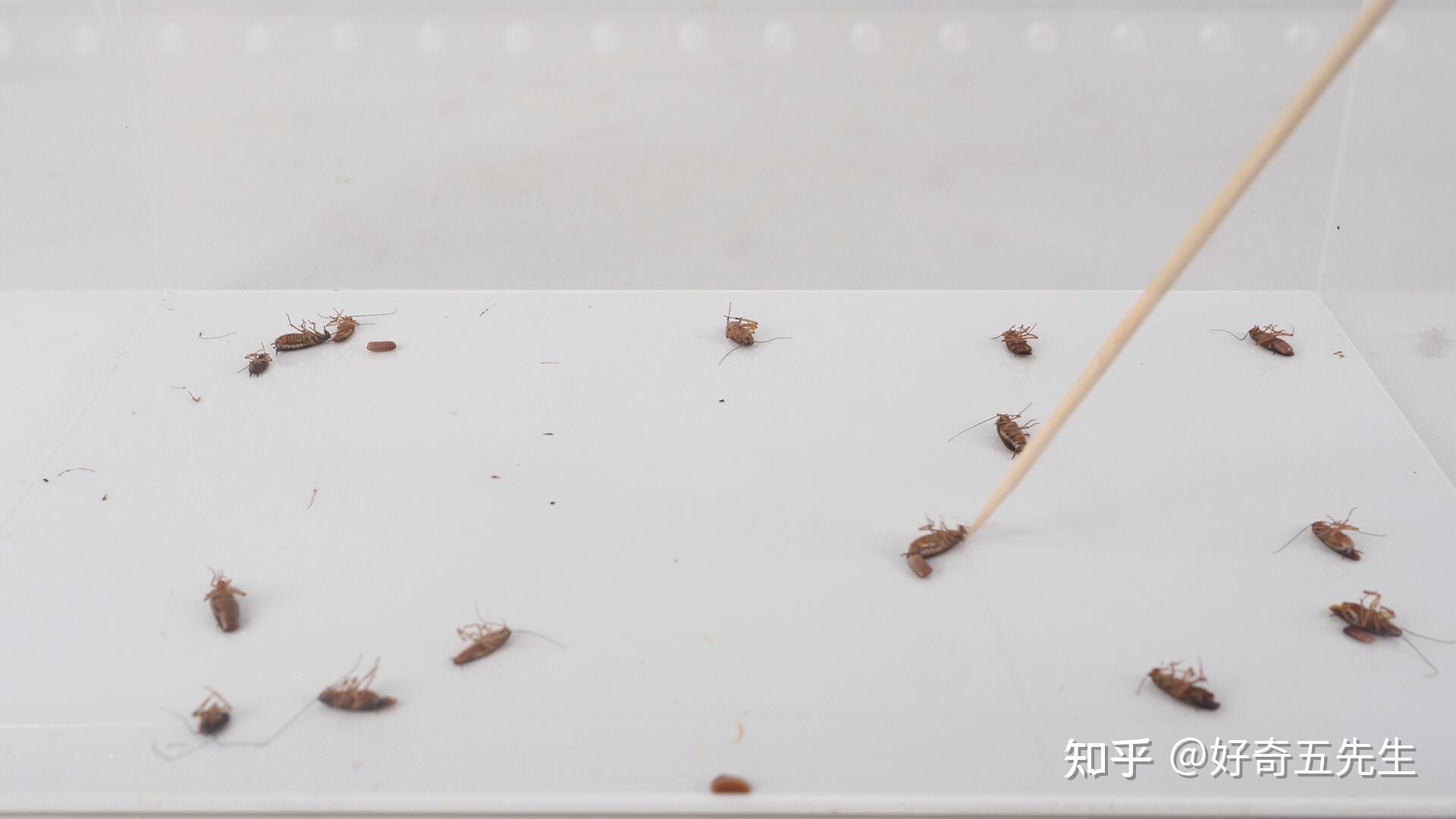 如何彻底消灭德国小蠊蟑螂? - 知乎